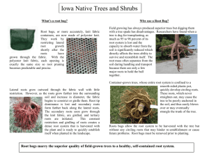 What`s a root bag - Iowa Native Trees and Shrubs
