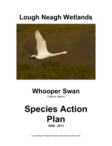 4.9. Whooper Swan Species Action Plan