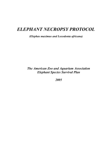 elephant necropsy protocol gross examination worksheet