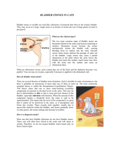 BLADDER STONES IN CATS