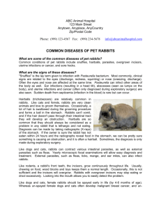 COMMON DISEASES OF PET RABBITS
