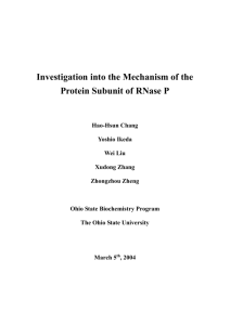 Investigation into the Mechanism of the Protein Subunit in RNase P