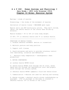 Chapter 10 Notes: The Muscular System 2014