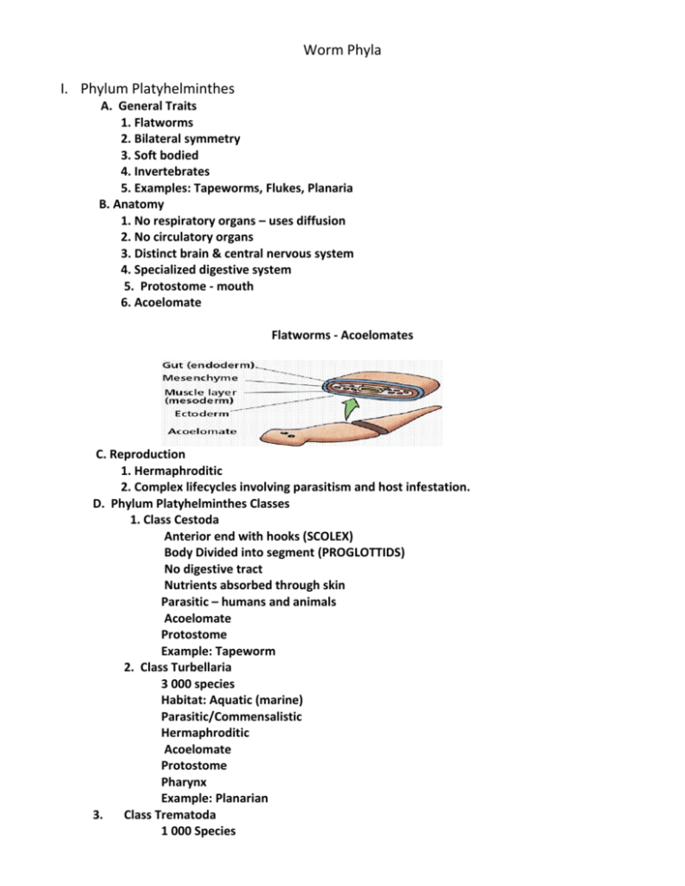 PROTOSTOME - Definiția și sinonimele protostome în dicționarul Engleză Protostom platyhelminthes