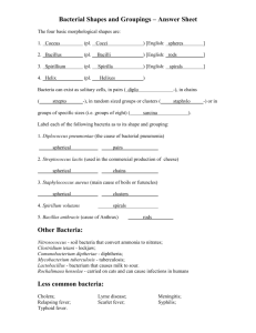 Bacterial Shapes Answer Sheet