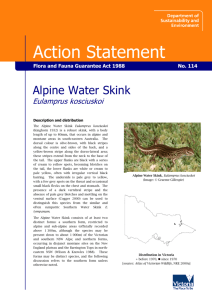 Alpine Water Skink (Eulamprus kosciuskoi) accessible