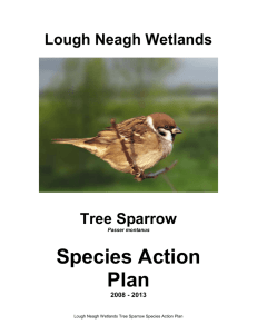 4.8. Tree Sparrow Species Action Plan