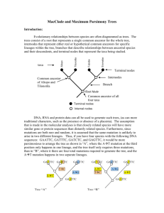 Phylogenetic Analysis and MacClade