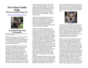 ACD Personality - New Hope Cattle Dog Rescue of Colorado