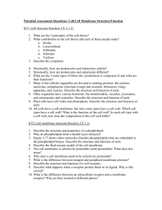 Potential Assessment Questions: Cell/Cell Membrane Structure