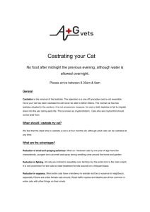Castrating your Cat website