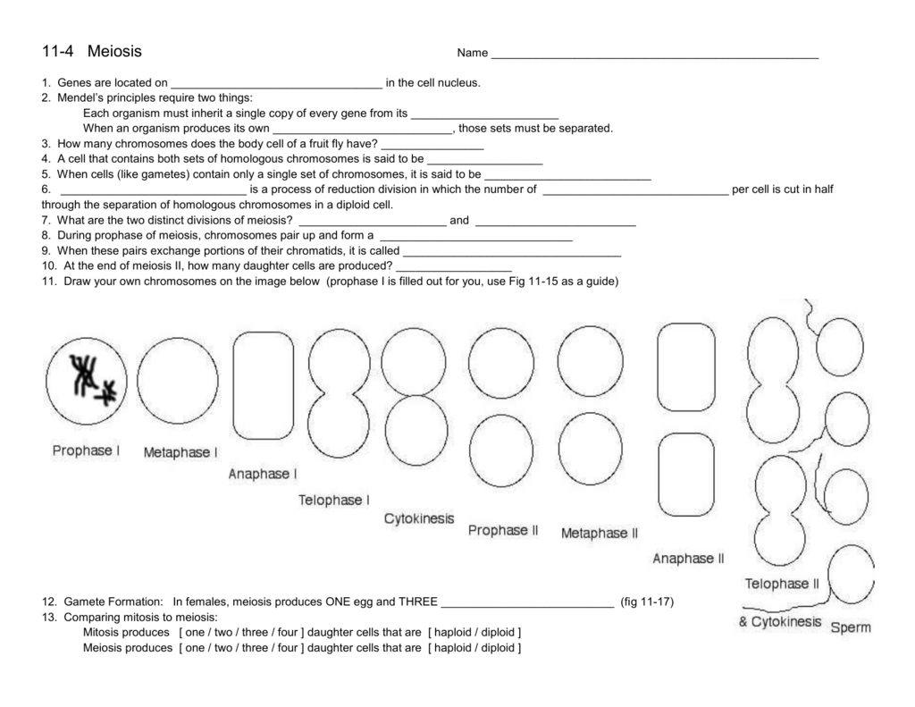 11 4 Meiosis The Biology Corner