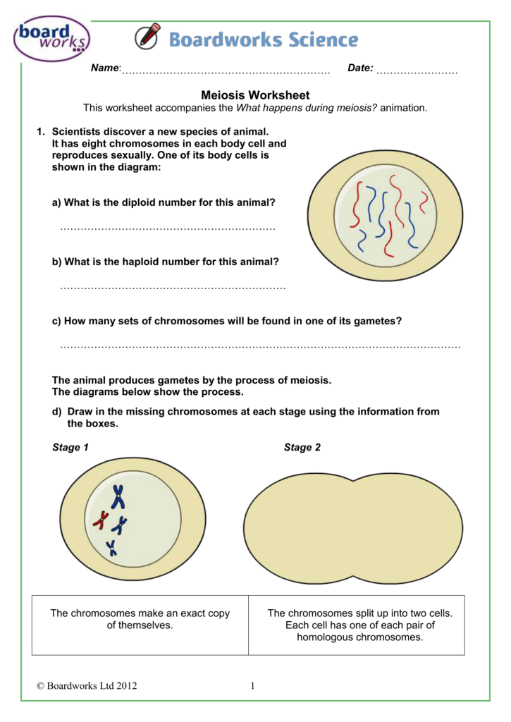 Meiosis Worksheet