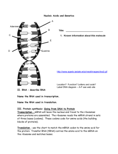 Nucleic Acids and Genetics - Travis Science TAKS Practice