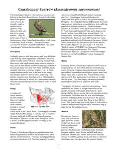 The Grasshopper Sparrow