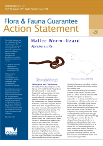 Mallee Worm-lizard (Aprasia aurita) accessible
