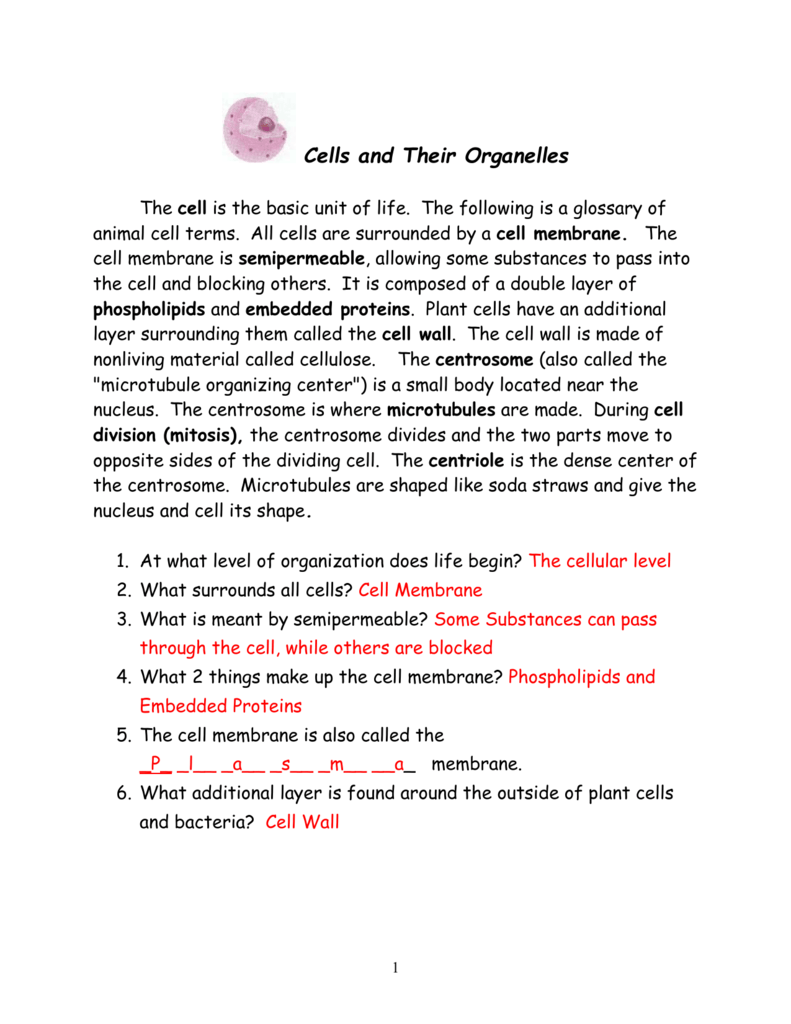 Animal Cell And Their Organelles Functions Chart