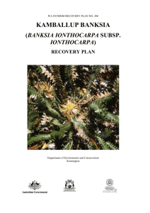 Banksia ionthocarpa subsp. ionthocarpa, Interim Recovery Plan