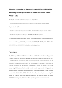 Silencing expression of ribosomal protein L26 and L29 by RNA