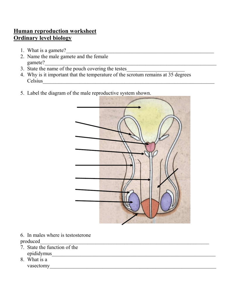 Human reproduction worksheet Pertaining To The Female Reproductive System Worksheet