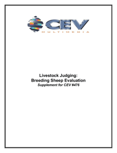 Livestock Judging: Breeding Sheep Evaluation