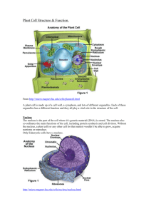 Plant Cell Structure & Function