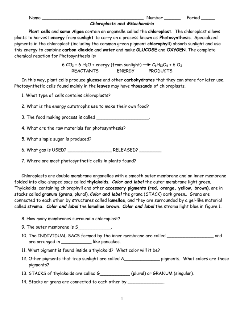 32 Chloroplast And Mitochondria Worksheet Answers Support Worksheet