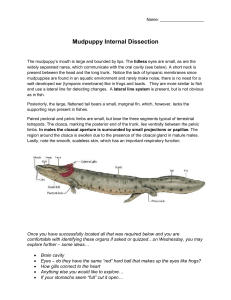 Mudpuppy Internal Dissection Lab Instructions & Questions