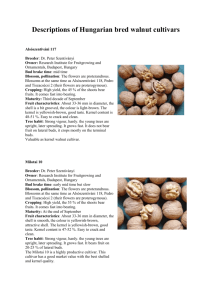 Descriptions of Hungarian bred walnut cultivars Alsószentiváni 117