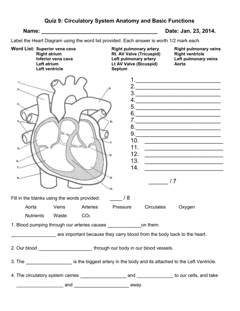 the-circulatory-system-worksheet-answer-key