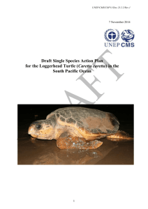 Draft Single Species Action Plan for the Loggerhead Turtle