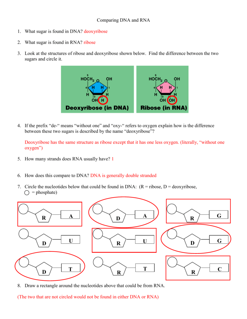 comparing-dna-and-rna