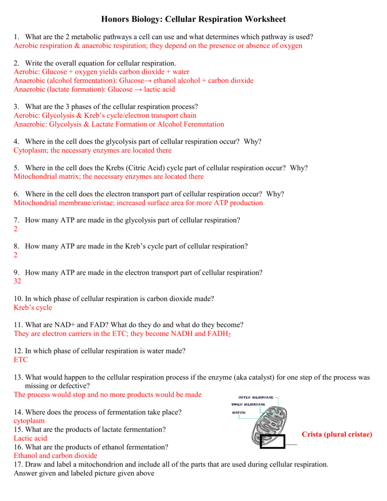 Respiration Worksheet Intended For Cellular Respiration  Worksheet Answer Key