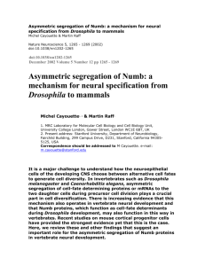 Asymmetric segregation of Numb: a mechanism for neural