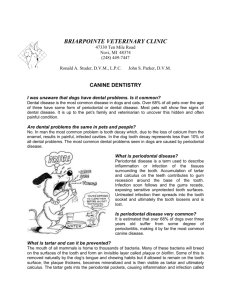 CANINE DENTISTRY - Briarpointe Veterinary Clinic
