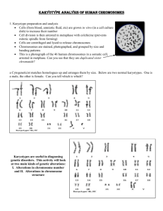 Karyotype Analysis of Human Chromosomes