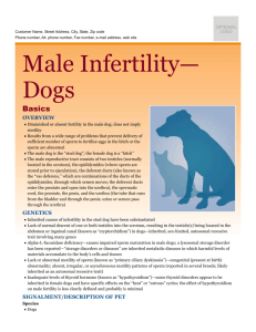 male_infertility-dogs