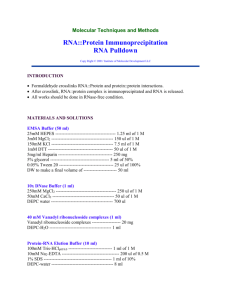 RNA::Protein Immunoprecipitation RNA Pulldown