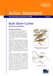 Bush Stone-curlew (Burhinus grallarius) accessible