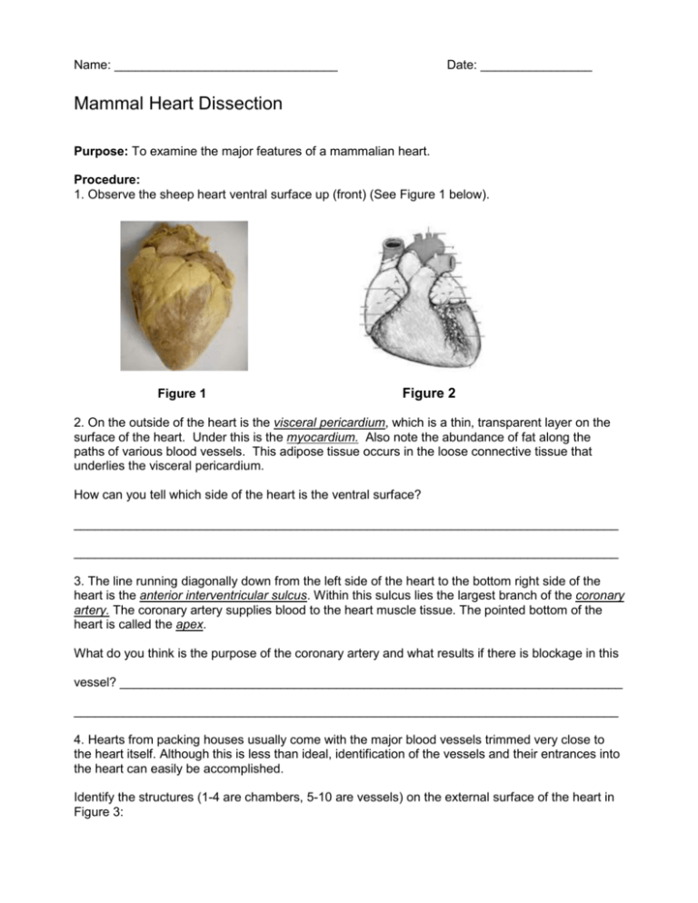 Sheep Heart Dissection Lab