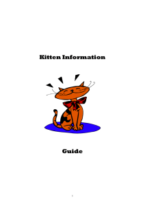 Kitten Information Guide