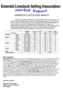 EMERALD CATTLE SALE 08-05-14 Another large yarding of 4600