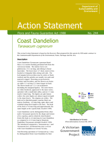 Coast Dandelion (Taraxacum cygnorum) accessible
