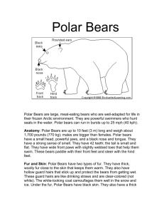 Polar Bears - enter indiana childcare