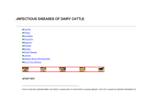 INFECTIOUS DISEASES OF DAIRY CATTLE