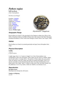Python regius ball python (Also: royal python)