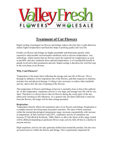 treatment of cut flowers
