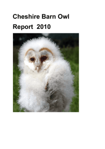 The groups discovered 132 breeding pairs of Barn owls in Cheshire