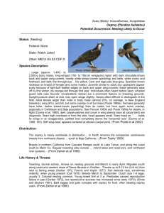 Aves (Birds): Ciconiiformes, Accipitridae Osprey (Pandion haliaetus