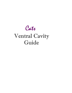 Internal Ventral Cavity